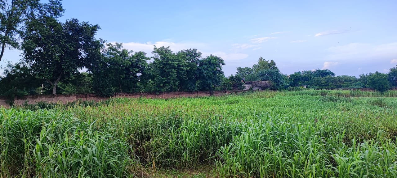 1000 sq yd Farmhouse Plot in Sohna